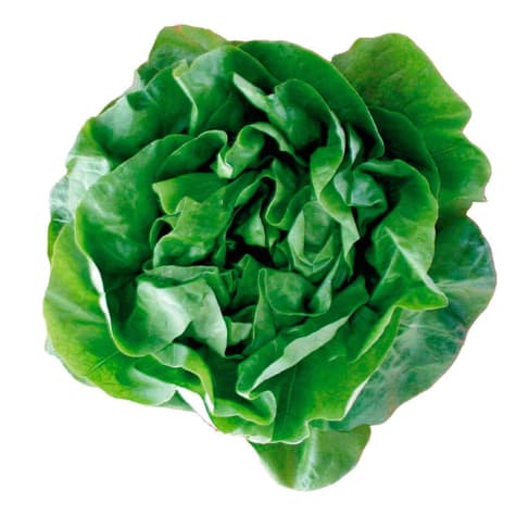 Lechuga de productor local delivery ente 20 y 60 minutos