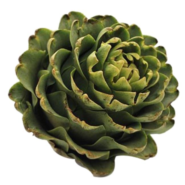 planta de alcachofa